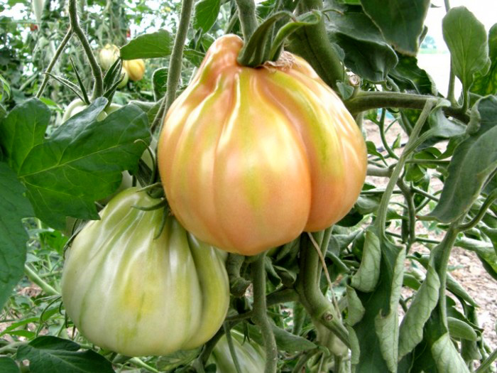 Pomodoro Cuore di bue