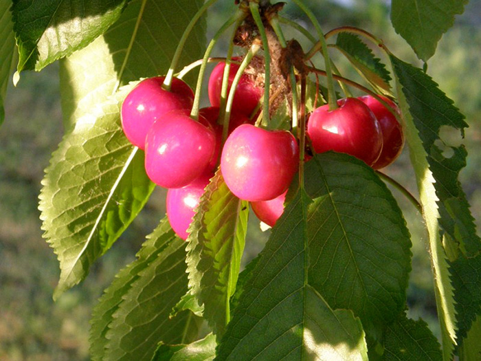 Ciliegia Fiore di Maggio