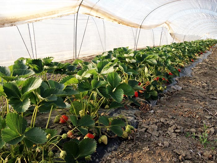 Fragole nel tunnel